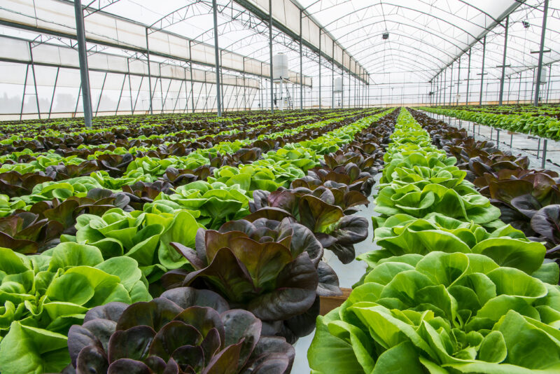 Lettuce crops in greenhouse
